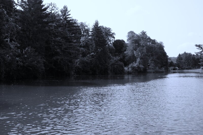 Lake Surrounded by Trees — Blue, Calm
