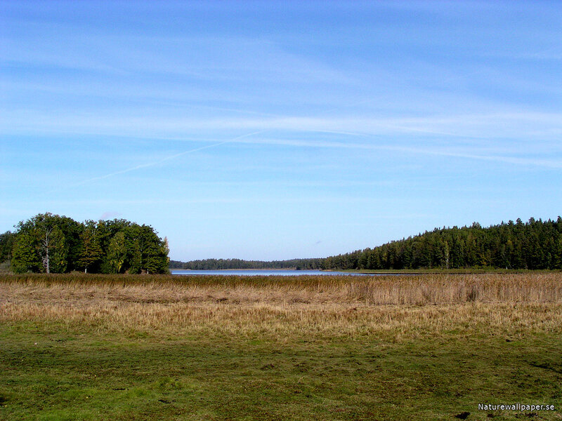 Lake Surrounded by Trees — Blue