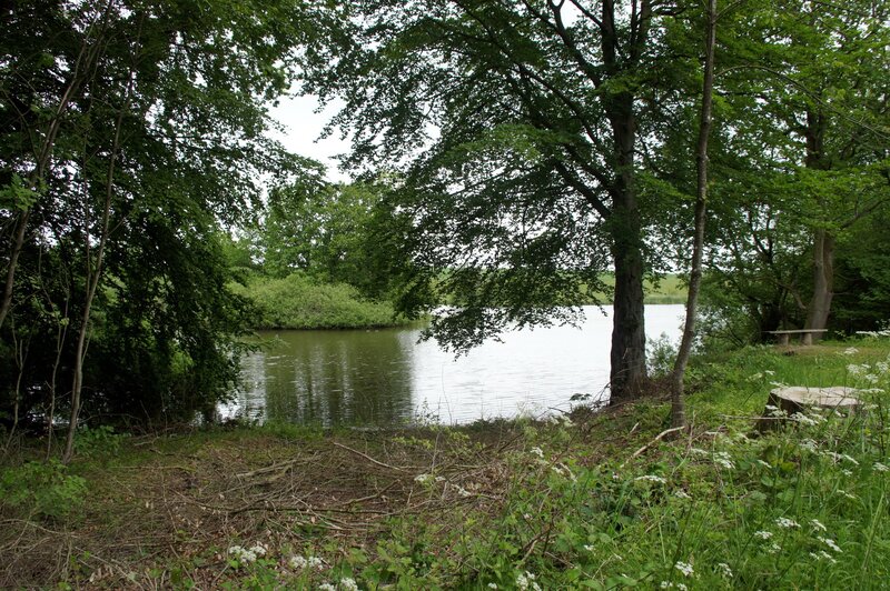 Lake Surrounded by Trees — Green, Serene, Afternoon, Photograph, Bench, Riverbank