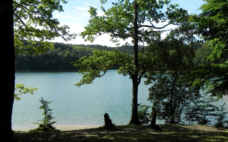 Lake Surrounded by Trees — Green, Serene, Afternoon, Photograph, Forest, Shore