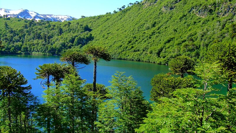 Lake Surrounded by Trees — Green, Serene, Afternoon, Photograph, Mountains, Forest