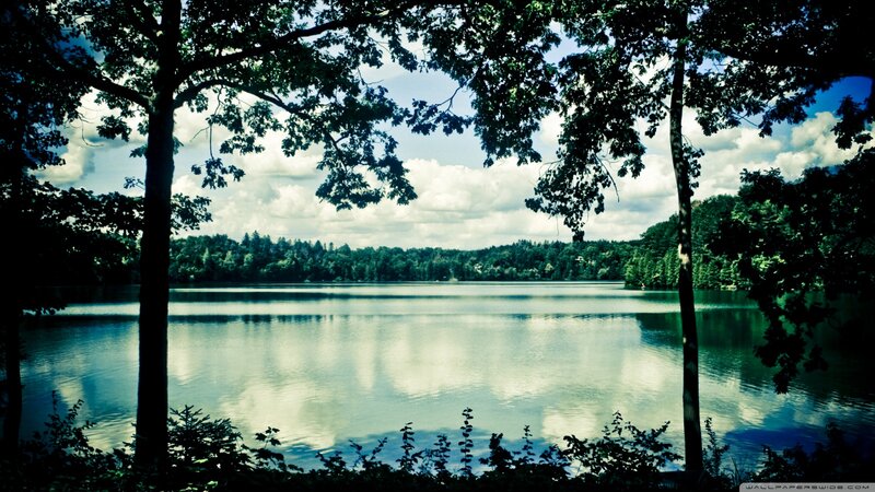 Lake Surrounded by Trees — Green, Serene, Afternoon