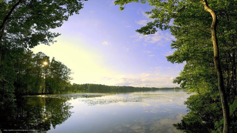 Lake Surrounded by Trees — Green, Serene, Morning, Photograph, Sky