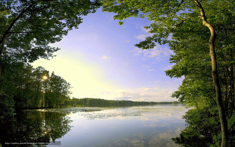 Lake Surrounded by Trees — Green, Serene, Morning