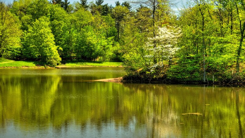 Lake Surrounded by Trees — Green, Serene, Spring