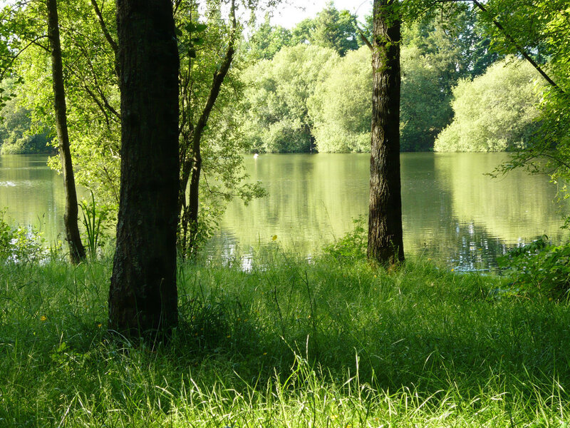 Lake Surrounded by Trees — Green