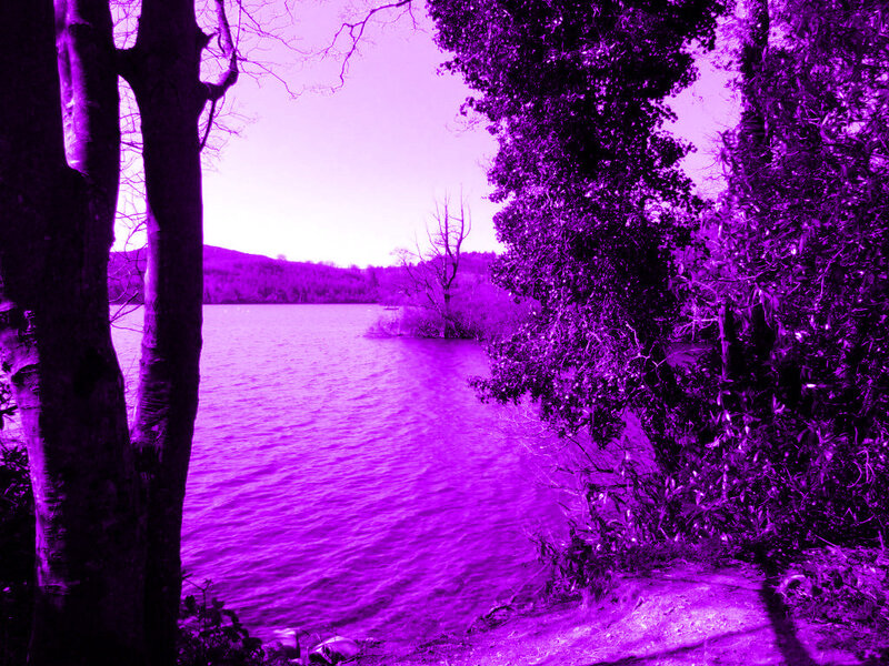 Lake Surrounded by Trees — Purple