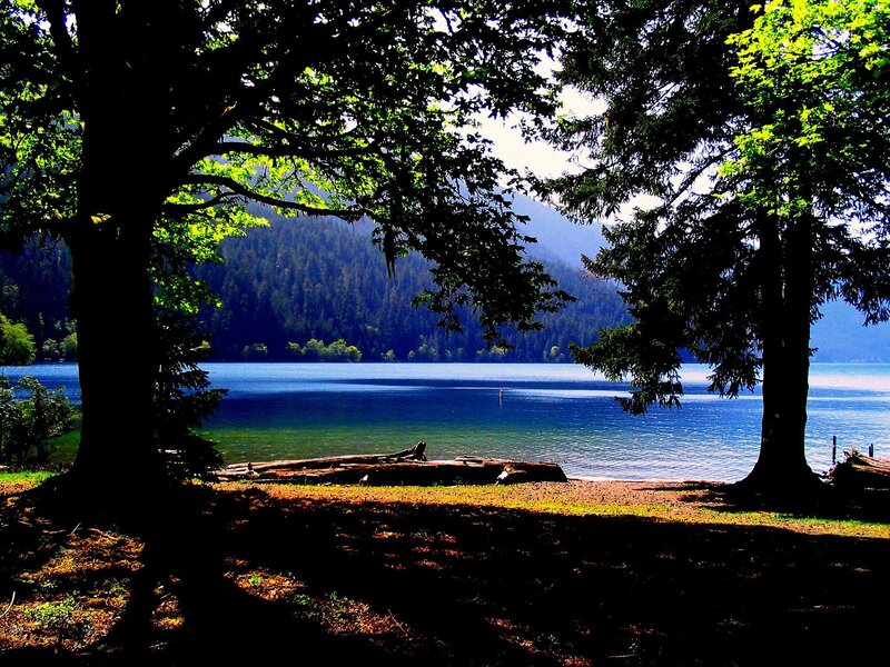 Lake Surrounded by Trees