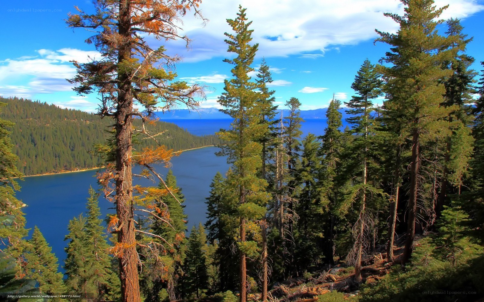 Lake Tahoe forest view
