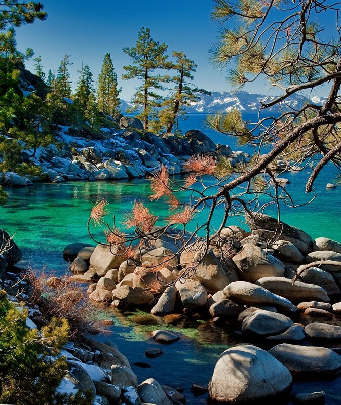 Lake Tahoe shoreline with pine trees