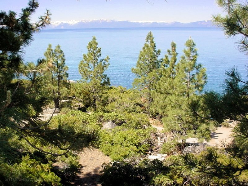 Lake Tahoe with pine trees