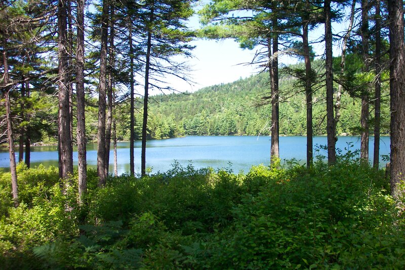 Lake Through Forest — Green