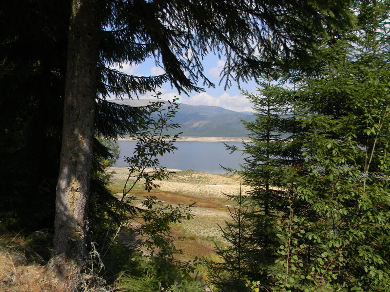 Lake Through Forest