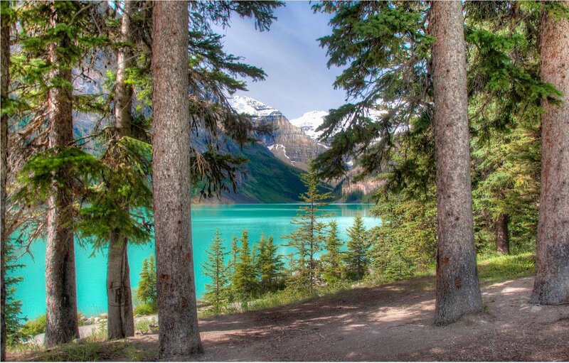 Lake Through Pine Trees