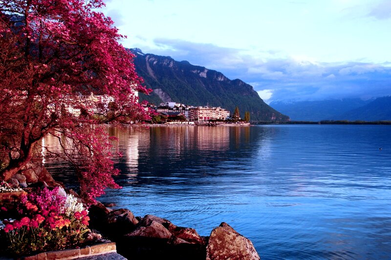 Lake Town with Blooming Tree