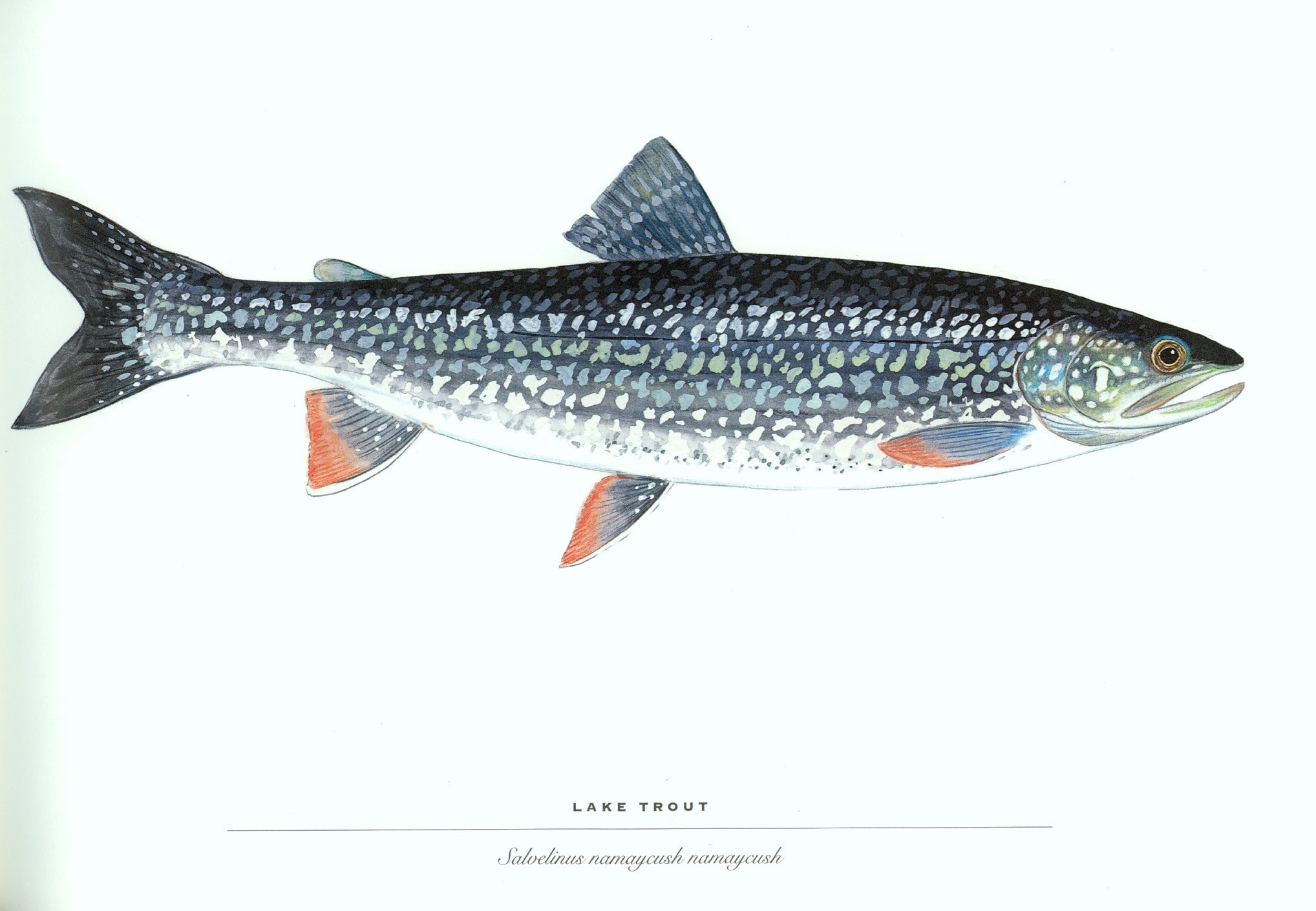 Lake Trout Illustration