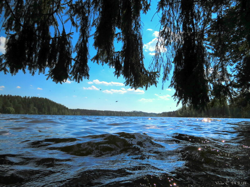 Lake under Pine Branches