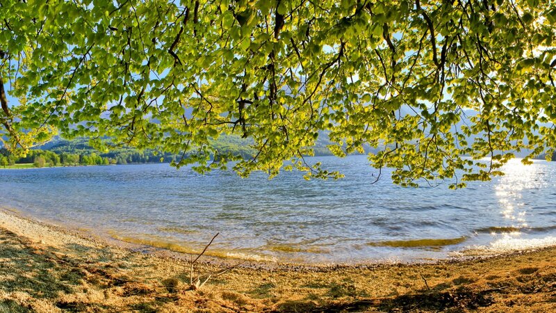 Lake under Tree Canopy — Green