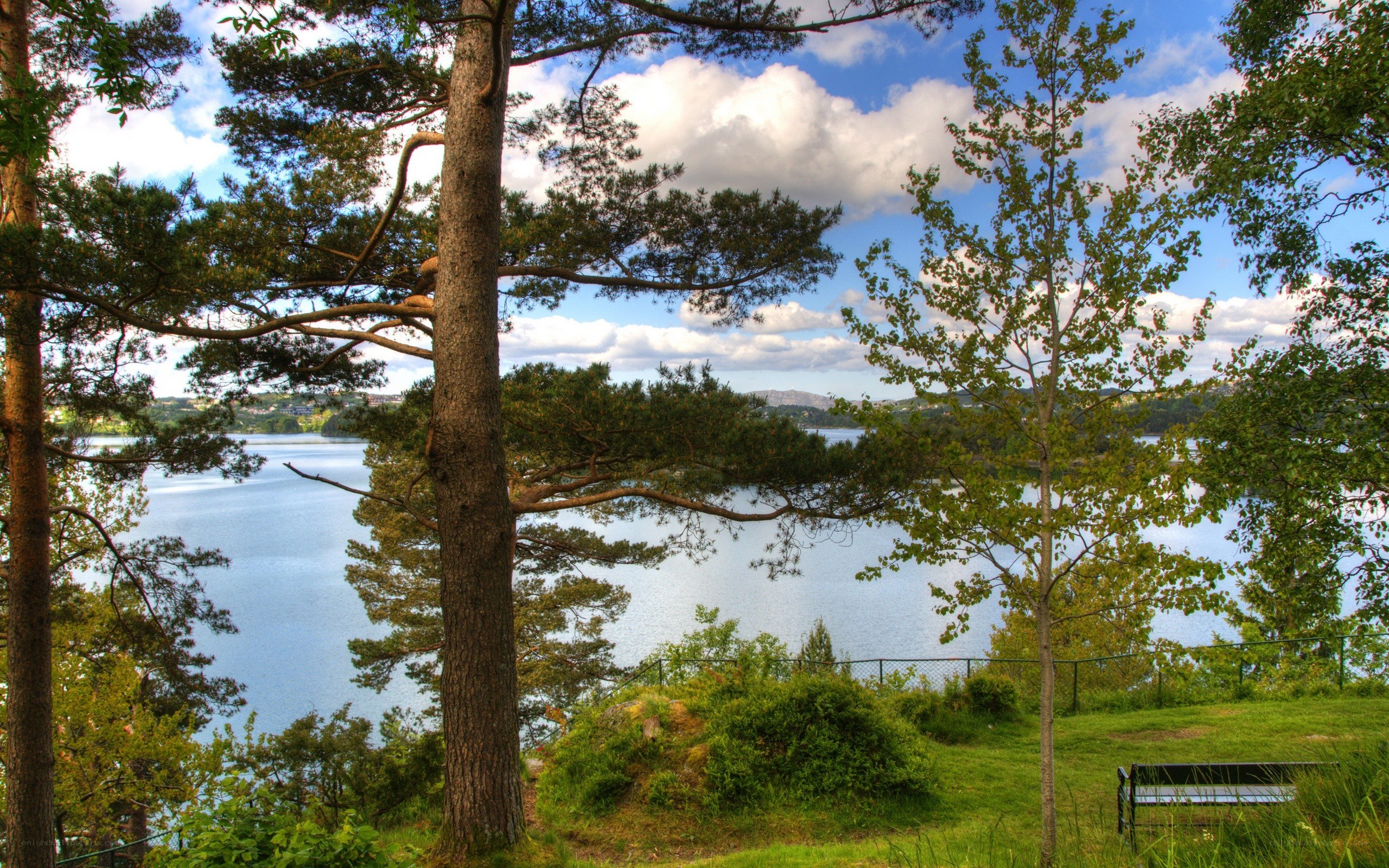 Lake view from a forested hill
