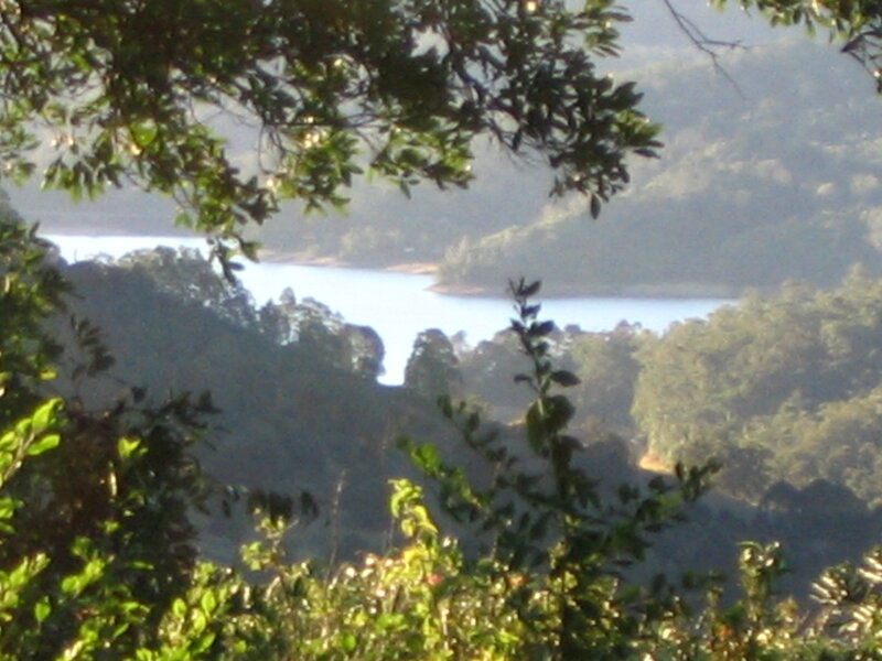 Lake view from forested hill