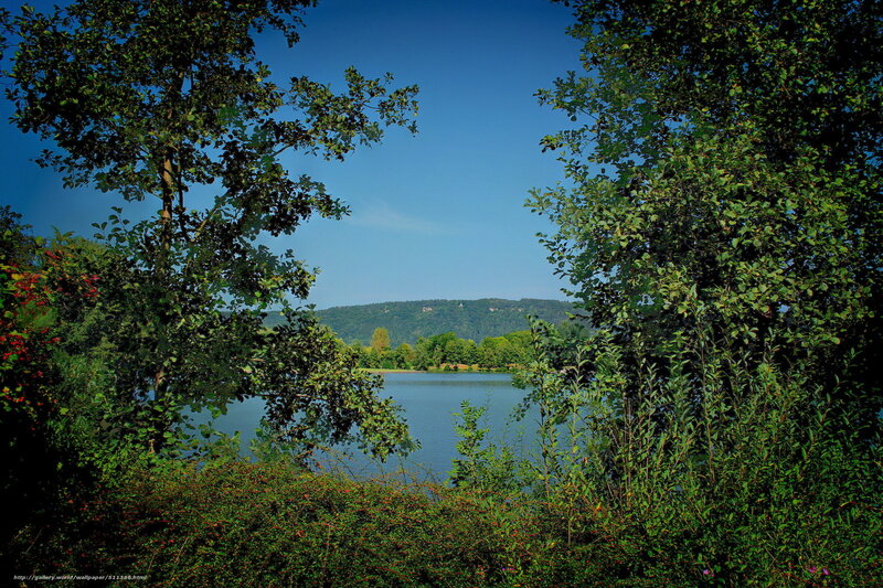 Lake view through trees