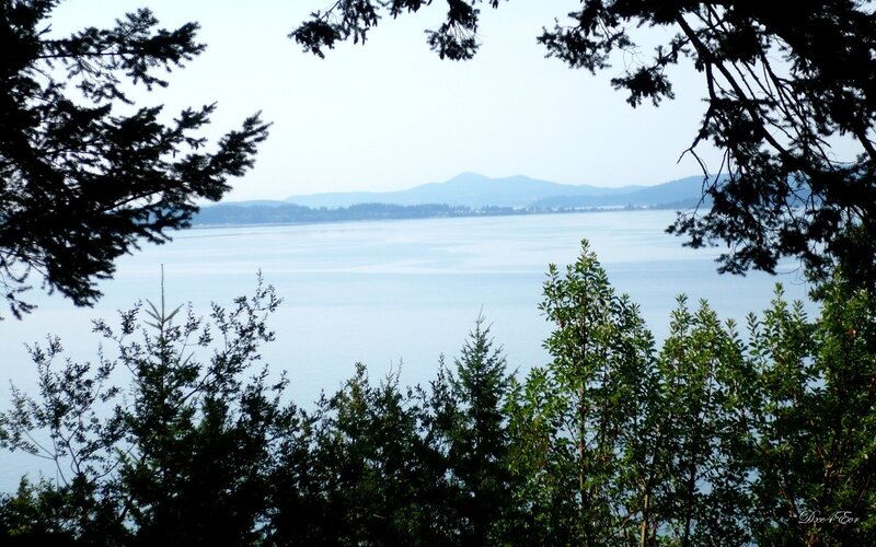 Lake View Through Trees — Green, Serene