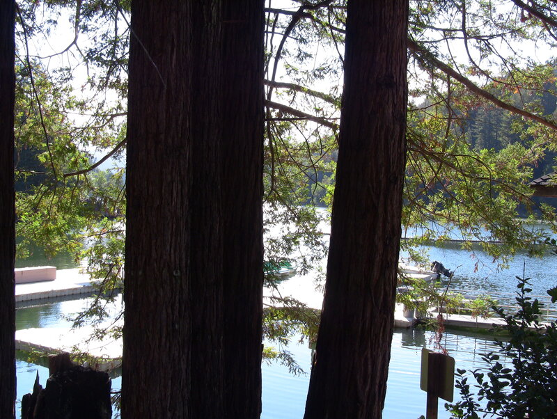 Lake View Through Trees — Green