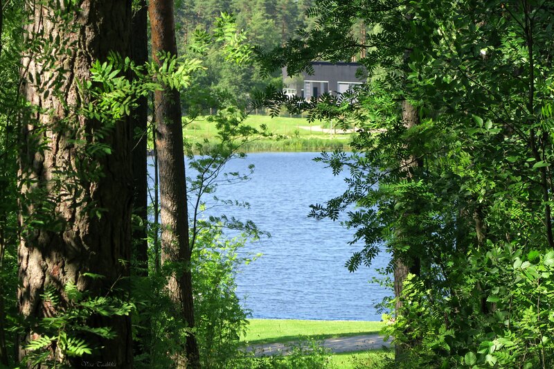 Lake Viewed Through Trees — Green, Serene, Afternoon, Photograph