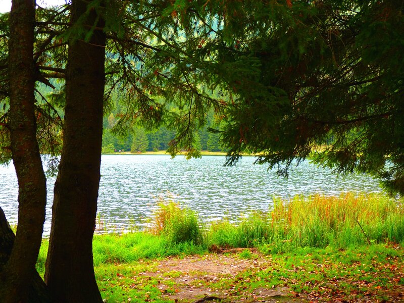 Lake Viewed Through Trees