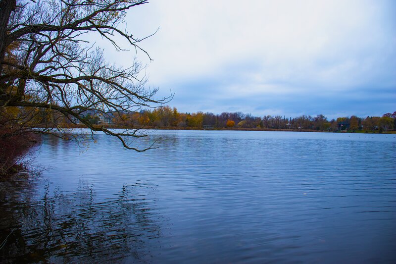 Lake with Bare Tree — Blue