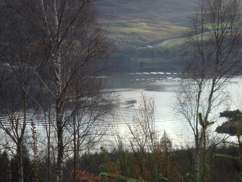 Lake with Birch Trees — Gray