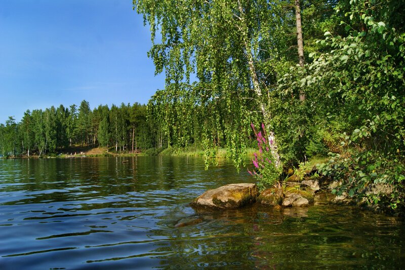 Lake with birch trees