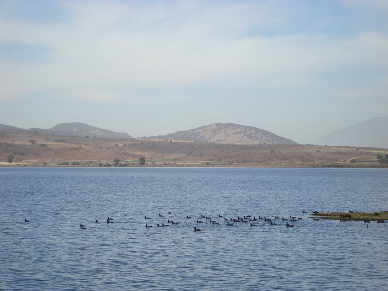 Lake with birds and mountains