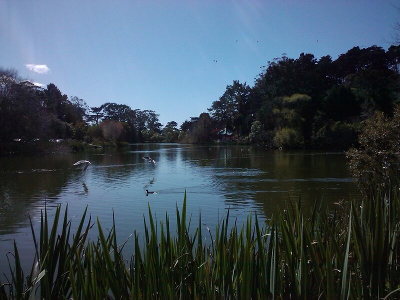 Lake with birds and trees