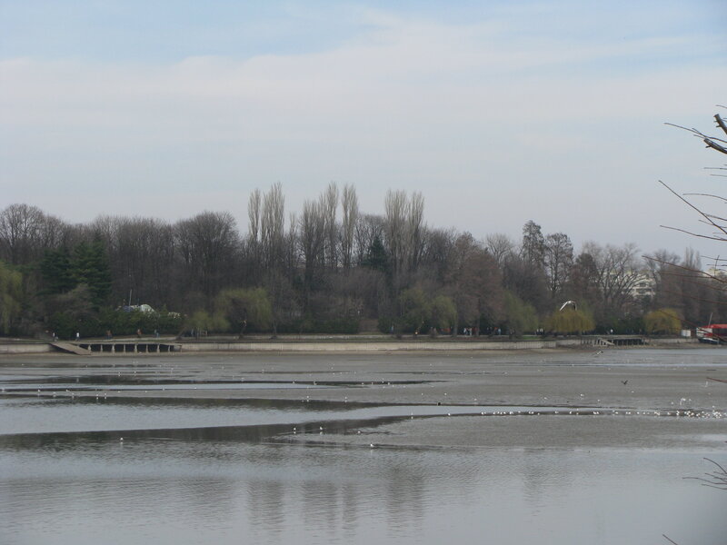 Lake with birds and trees