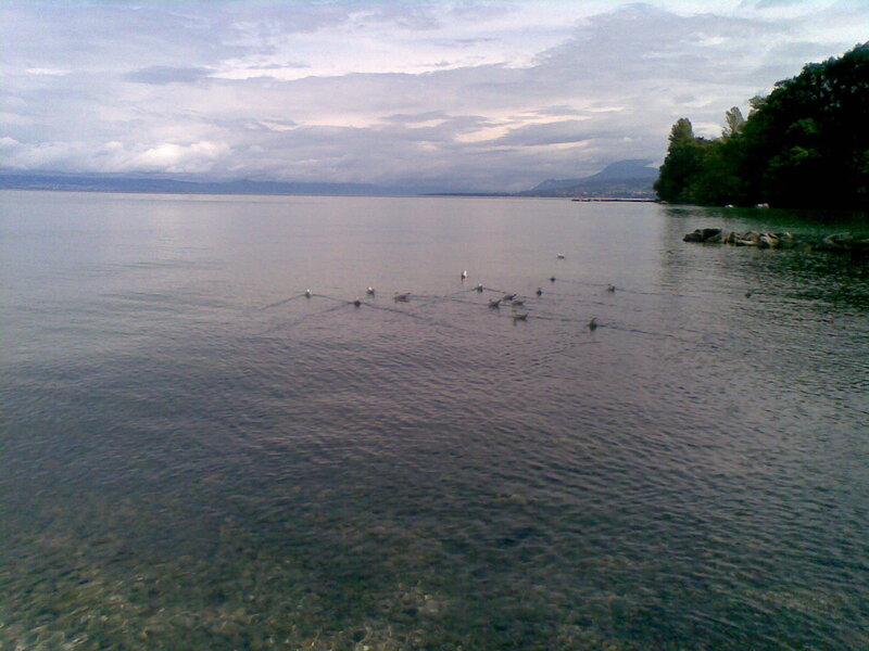 Lake with birds at dusk