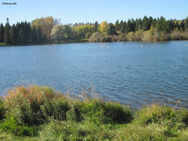 Lake with Birds