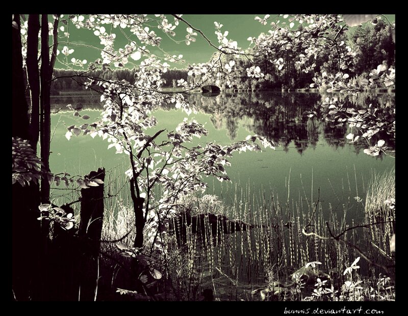 Lake with Blooming Branches