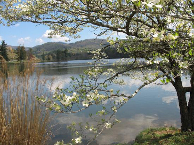 Lake with blooming tree