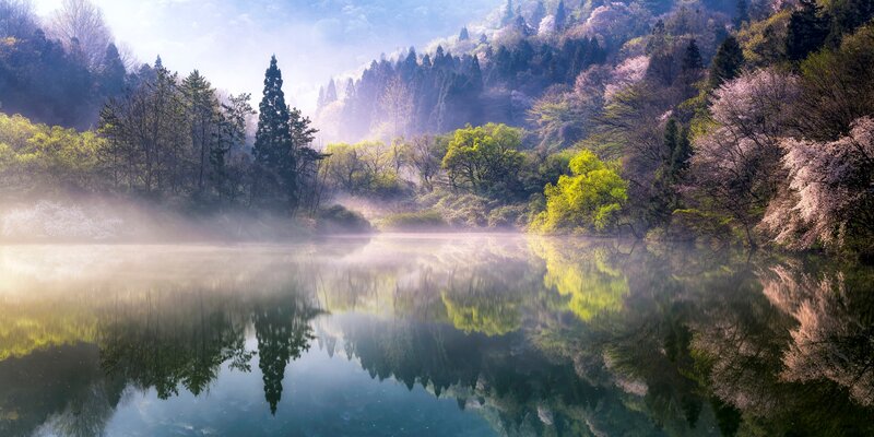 Lake with Cherry Blossoms