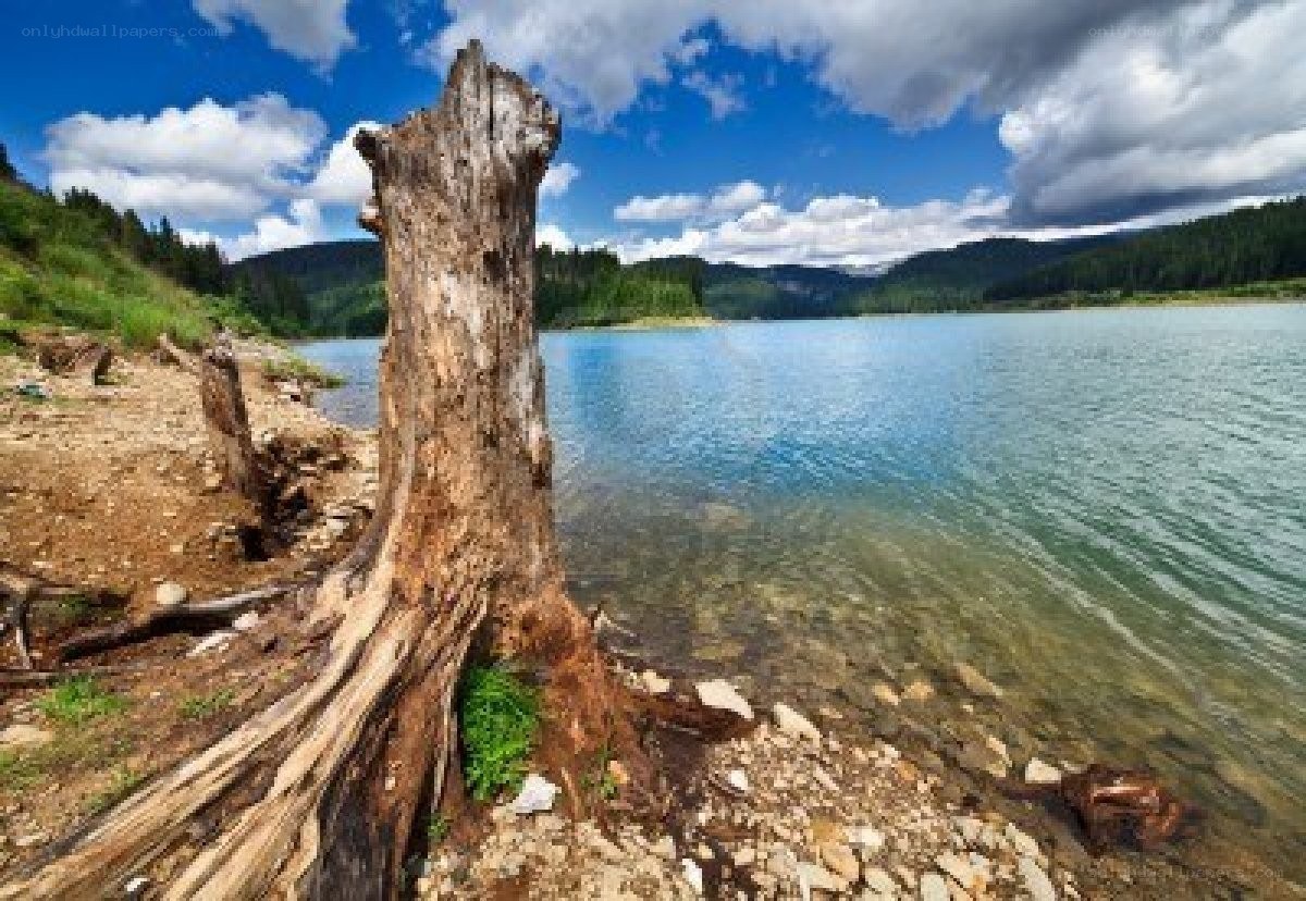 Lake with dead tree stump