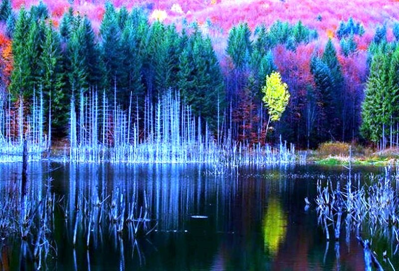 Lake with Dead Trees — Blue, Serene