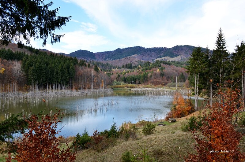 Lake with Dead Trees — Green