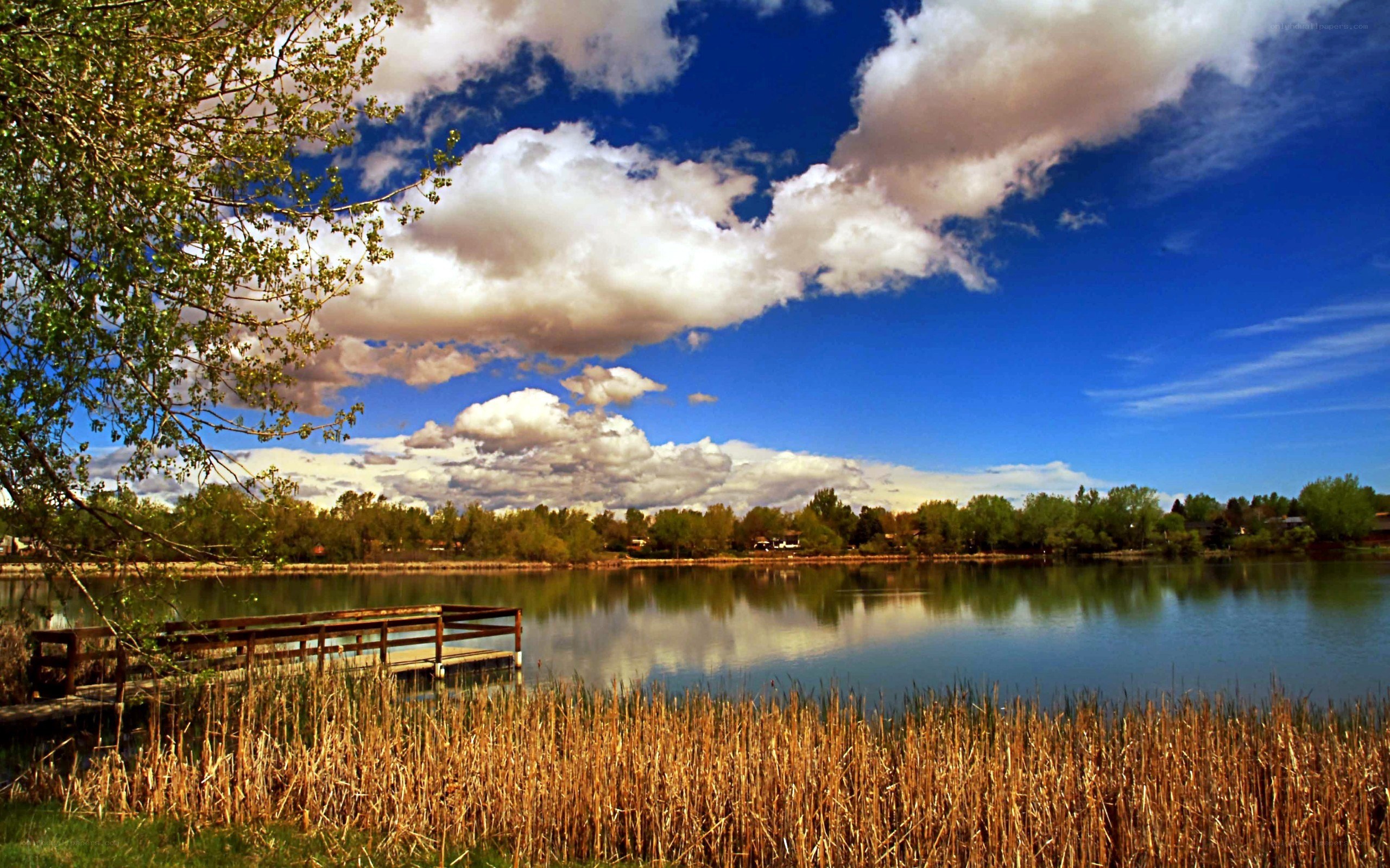 Lake with dock and reeds