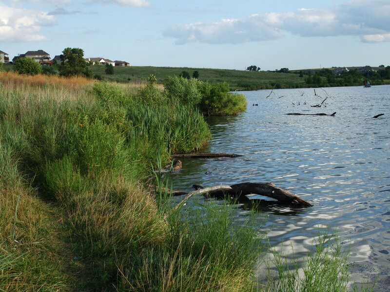 Lake with Driftwood