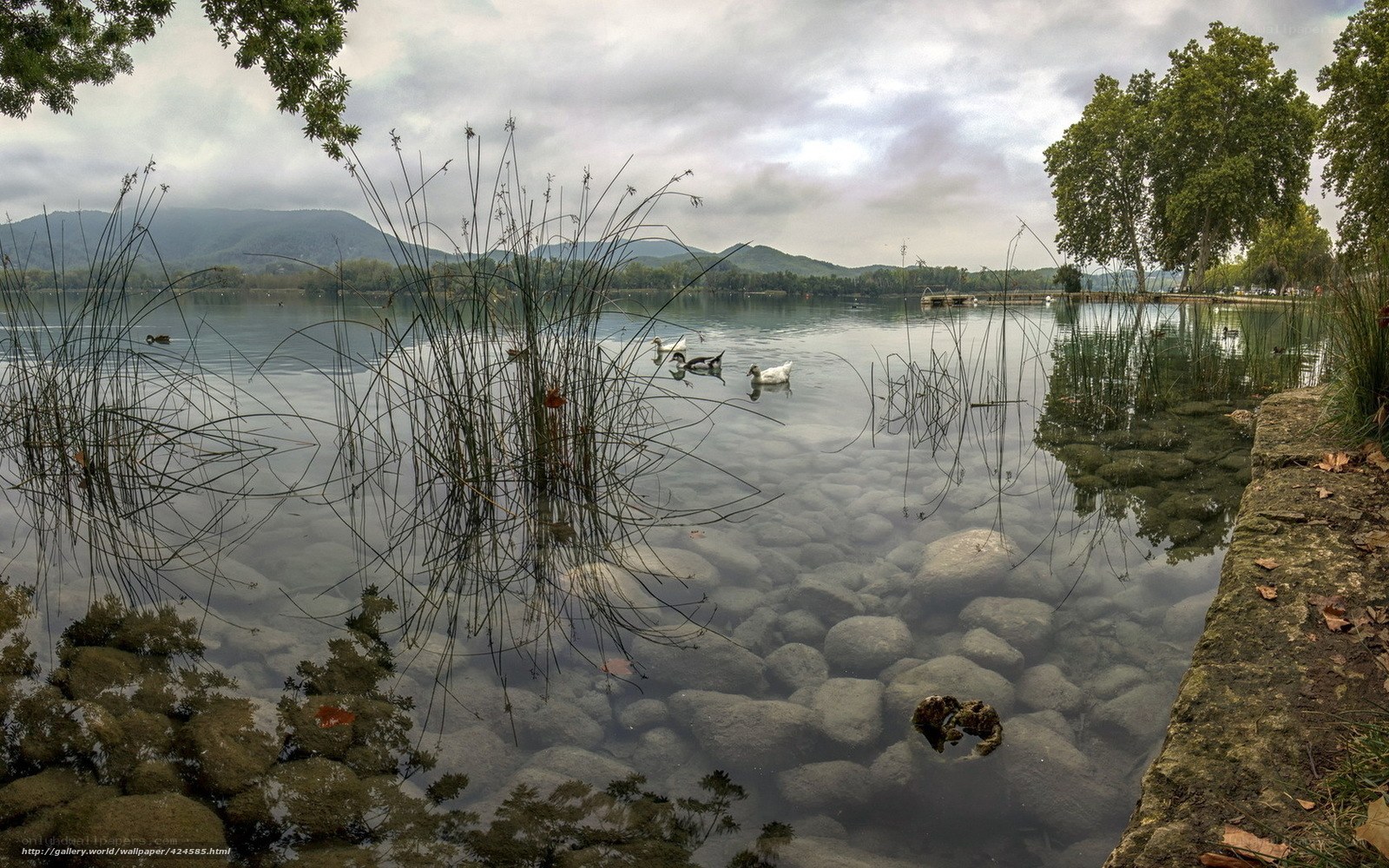 Lake with ducks and reeds