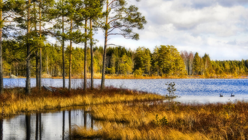 Lake with Ducks and Trees