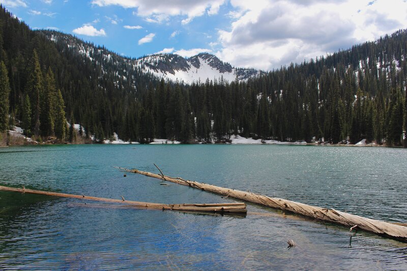 Lake with Fallen Logs