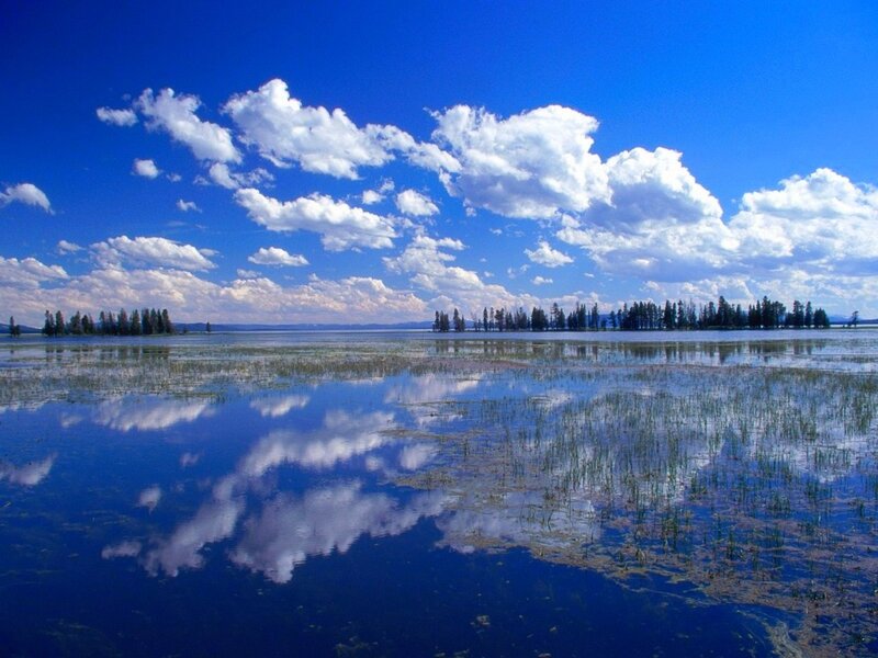 Lake with Floating Vegetation — Blue, Serene