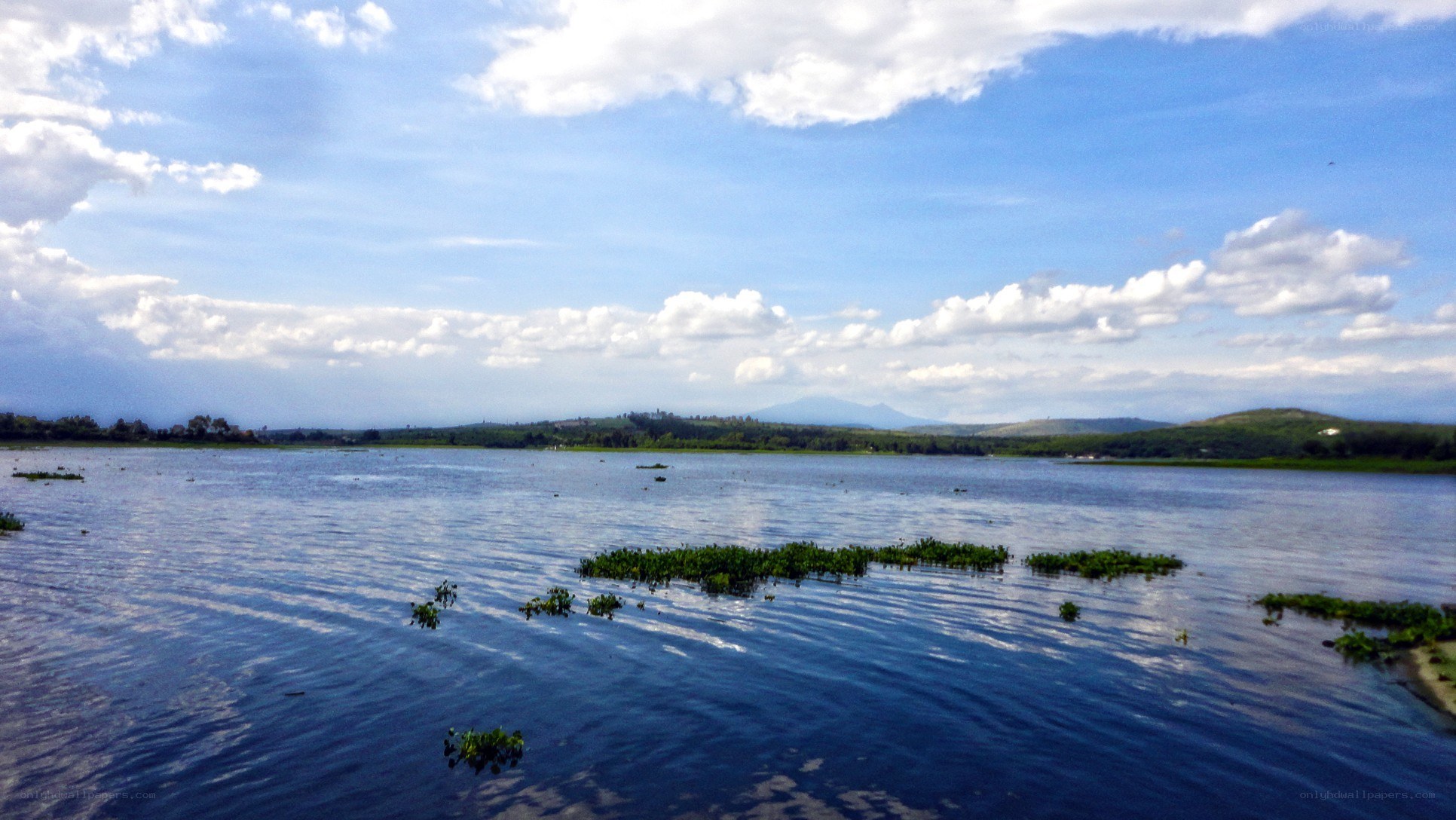 Lake with floating vegetation